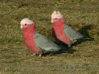 Galahs.jpg