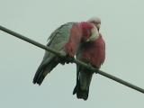 Galahs-2.jpg