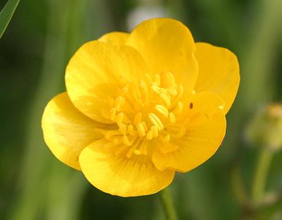 Ranunculus acrisMeadow buttercup Scherpe boterbloem