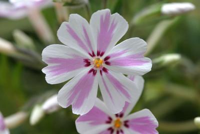 Candy StripesPhlox (S)