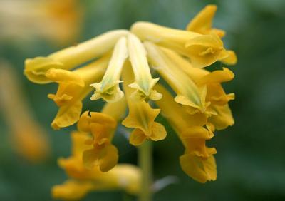 Pseudofumaria lutea BorkhausenYellow corydalis Gele helmbloem