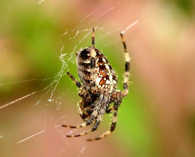 Araneus diadematus Kruisspin