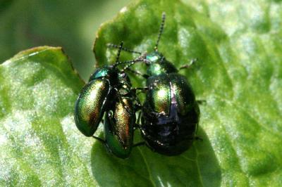 Gastrophysa viridula Green dock beetle Groen zuringhaantje