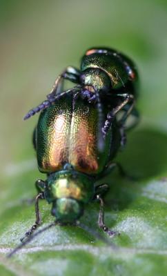 Gastrophysa viridula Green dock beetle Groen zuringhaantje