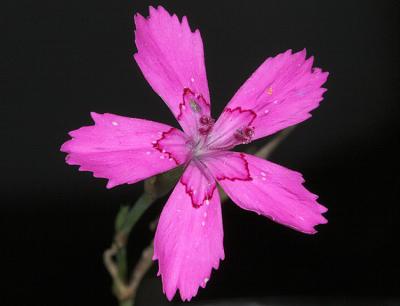 Dianthus deltoidesMaiden pinkSteenanjer