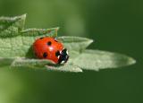 Coccinella septempunctata <br>Sevenspotted Lady Beetle <br>Zevenstippelig Lieveheersbeestje