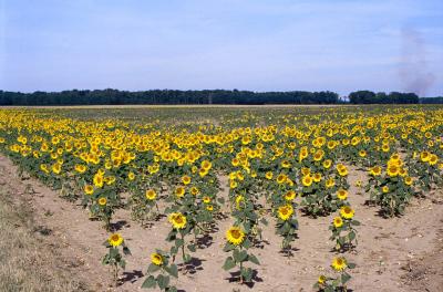 Sunflowers [35mm]