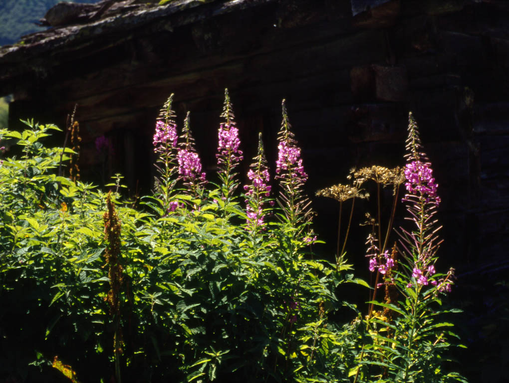 More Wildflowers [35mm]