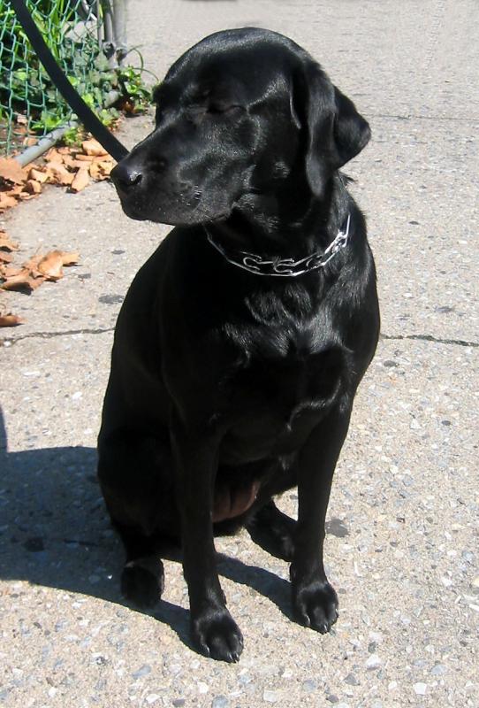 Blackie the Lab