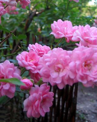 Rosa Pink 'The Fairy'