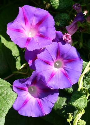 Morning Glories