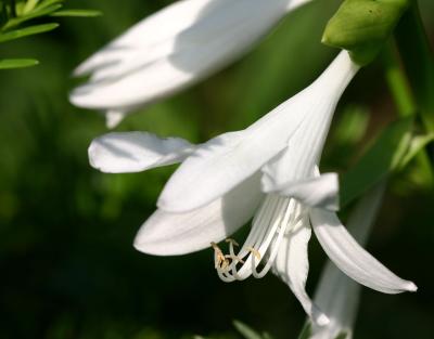 White Hosta Bloom