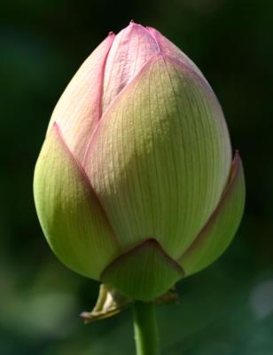 Lotus Bud