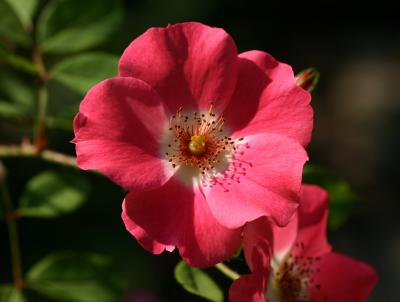Meidiland Rose