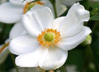 White Japanese Anenome LPCG