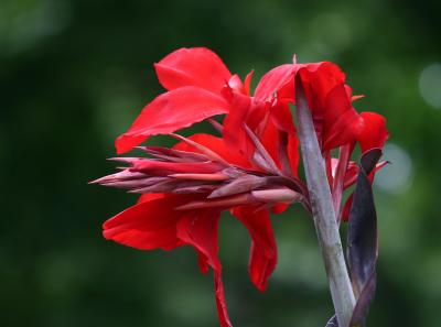 Red Indian Shot or Canna