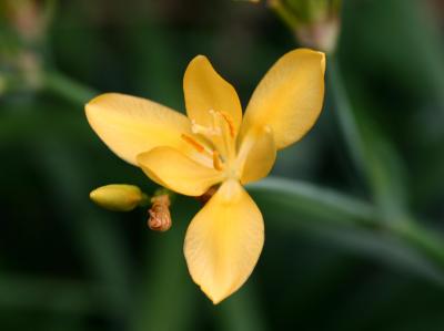 Fall Iris