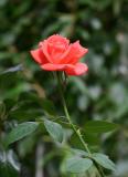 Tropicana Rose