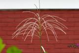Fall Miscanthus Grass