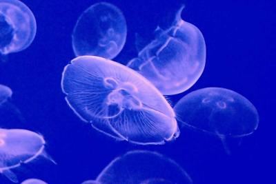 Jellies on the move