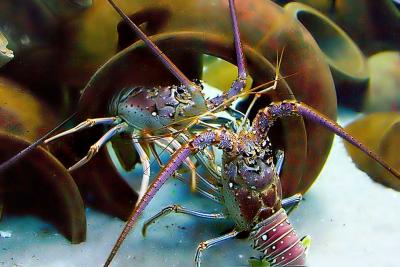Lobster Duel