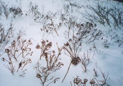 curledleaves