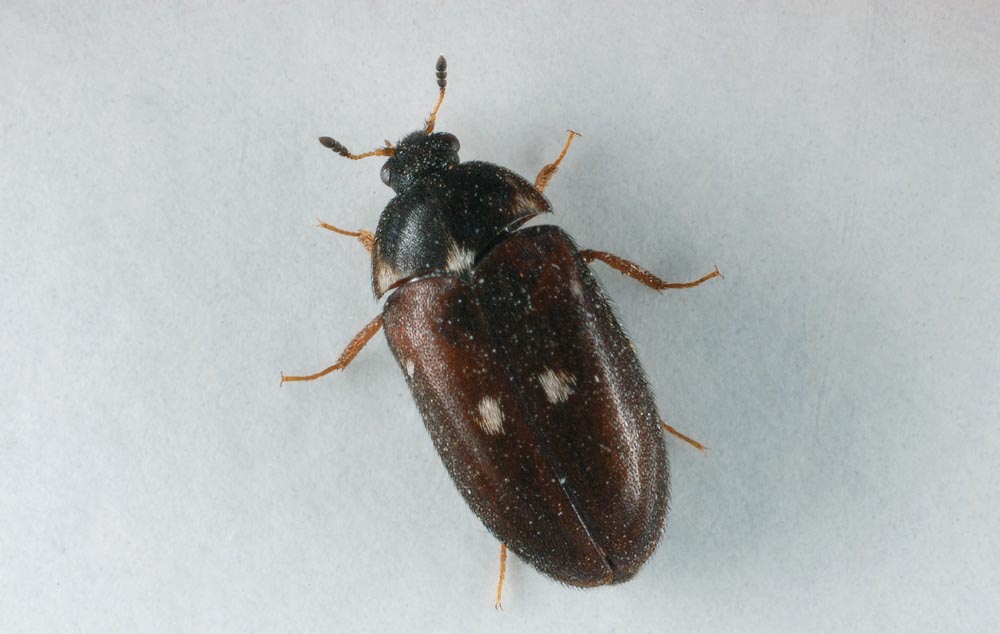Attagenus-pellio.jpg