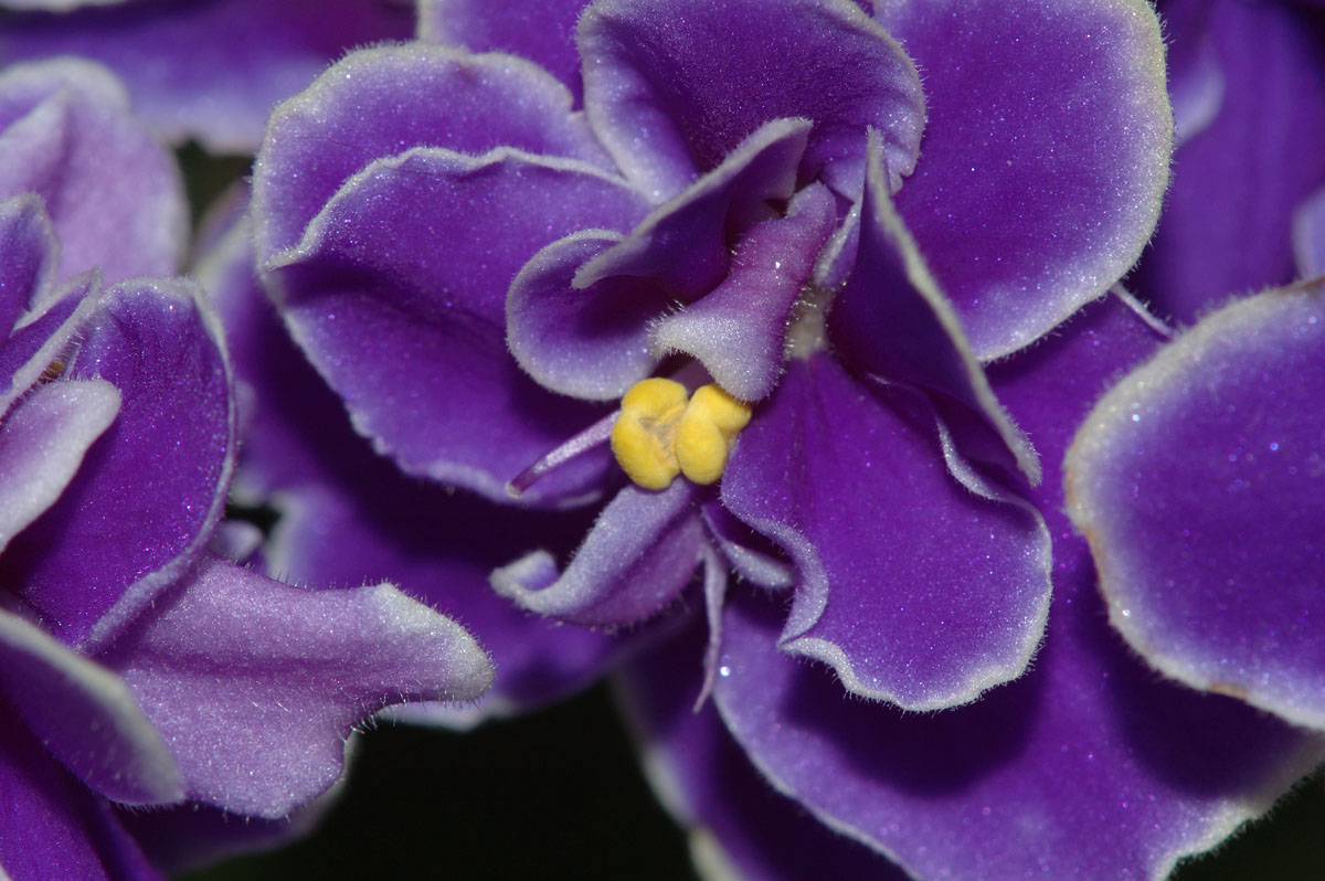 Violetta-africana-180mm.jpg