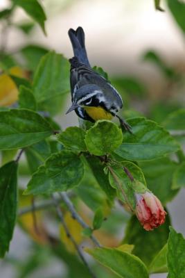 Yellowthroated Warbler