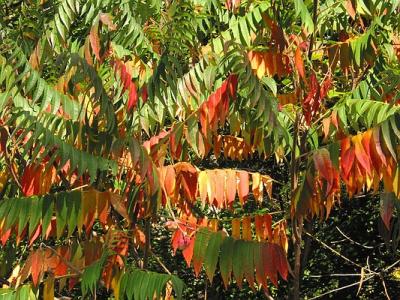 Autumn foliage in Waterfall Plaisance Quebec