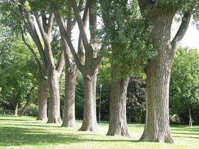 Trees in Fort Chambly