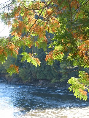 Autumn foliage in Waterfall Plaisance Quebec