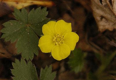 Dwarf Cinquefoil
