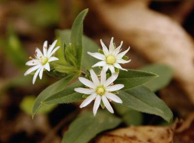 Star Chickweed