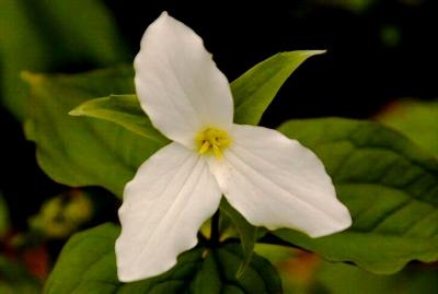 Large-Flowered Trillium
