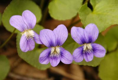 Blue Violets
