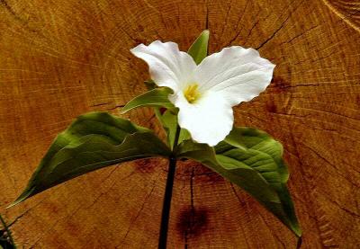 Large Flowered Trillium 2