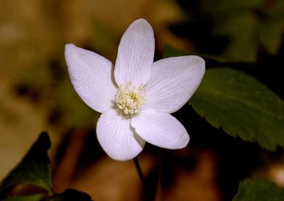 Wood Anemone