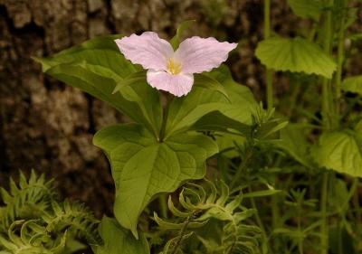 Trillium