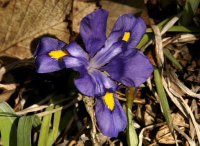 Crested Dwarf Iris