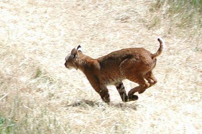 Bobcat in a chase