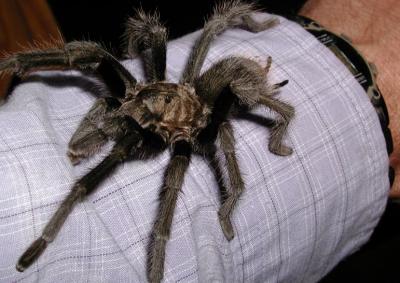 Tarantula climbing up my arm