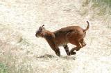 Bobcat in a chase