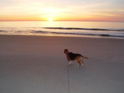 BUDDY ENJOYS THE  SUNRISE ON THE BEACH AT OCEAN LAKES CAMPGROUND