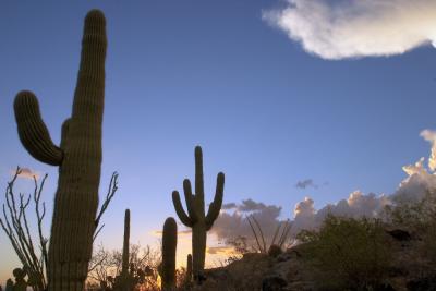 Desert View