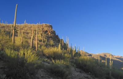 Sabino Canyon