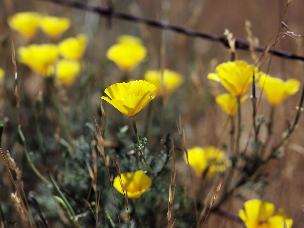 Poppies and Barbed wire