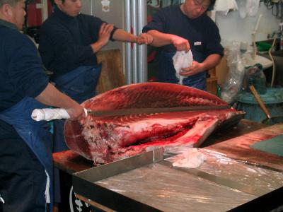 6-foot long fish cutting knife.jpg