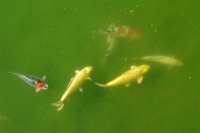 DSC01147 - Colorful fish in the pond at Parrot Jungle Island