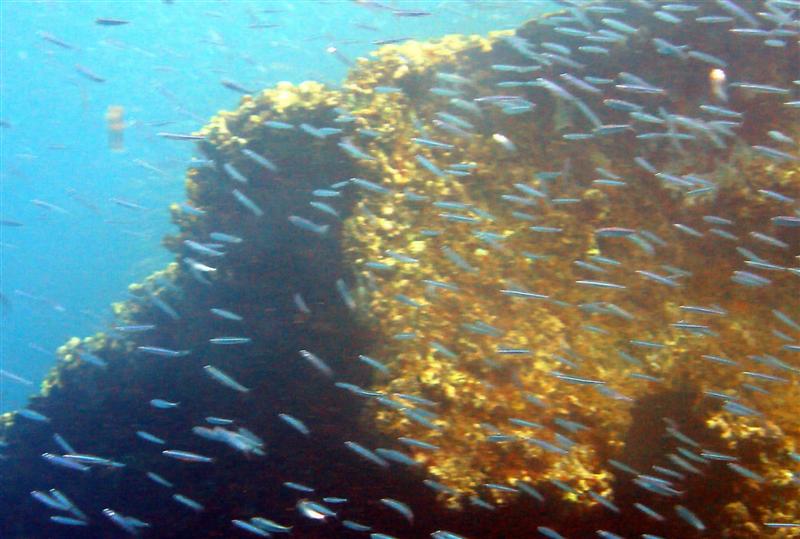 DSC01315 - School of tiny fish at the wreck